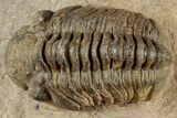 Detailed Reedops Trilobite Fossil - Atchana, Morocco #312344-1